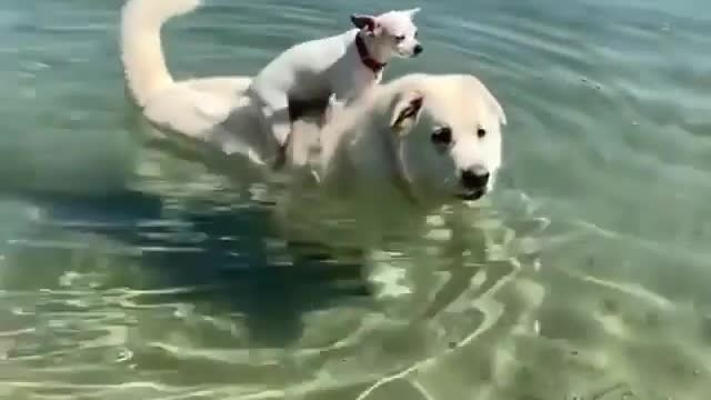 Dog swimming & baby dog on reiver