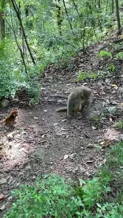 animals Lovely Monkeys Videos 2021