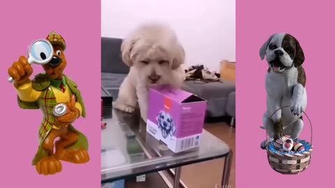 Funny Dog Compilation | Genius Dog