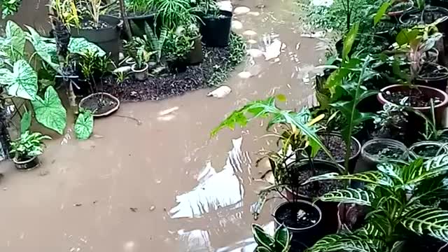 Flood during rainy session