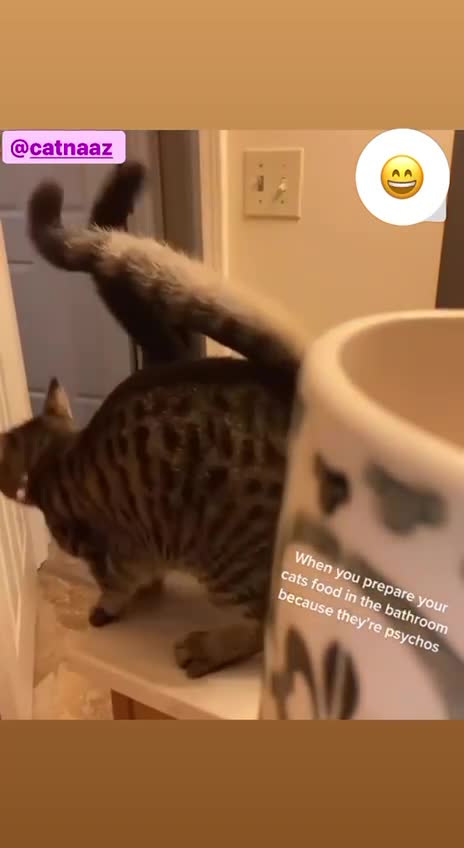 What do hungry cats jump for food?