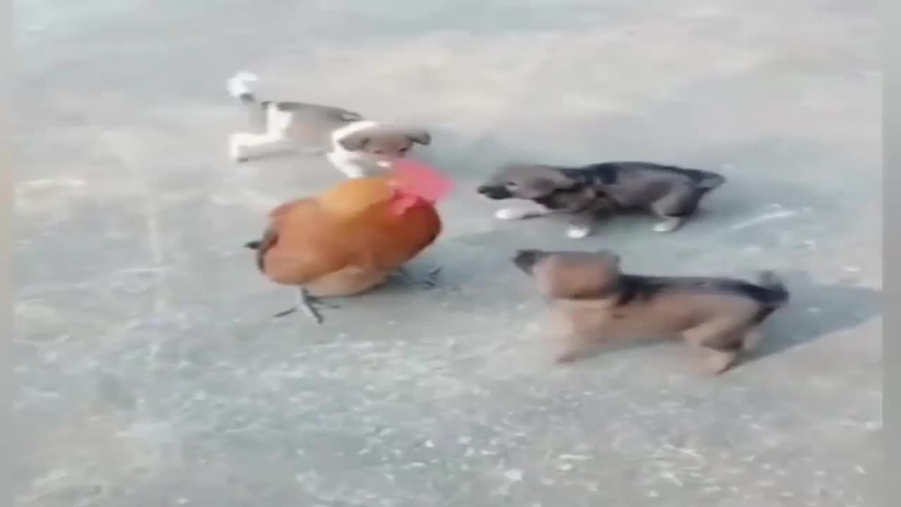 Funny Video : Chicken VS Dog Fight