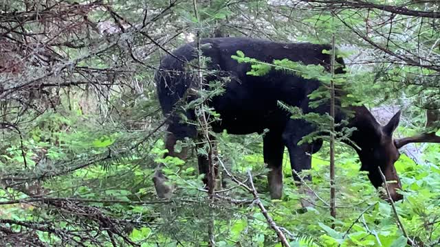 Bull Moose in Isle Royale NP