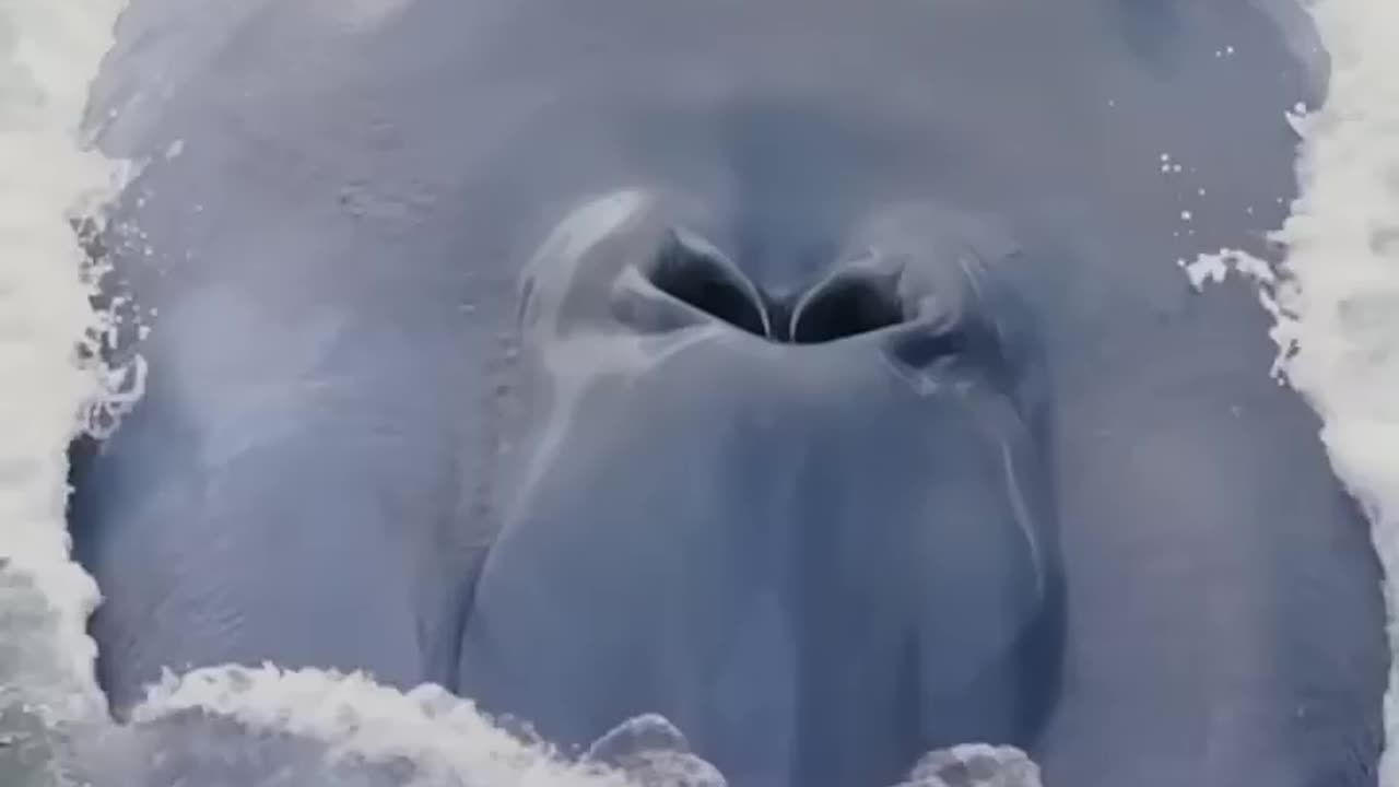 The most impressive animal in the world! #oceangiants