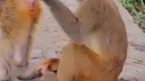 Funny videos Funny Monkeys Compilation