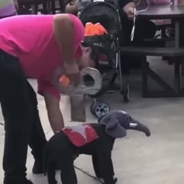 Dog in Elephant Costume Acts like Wind Up Toy