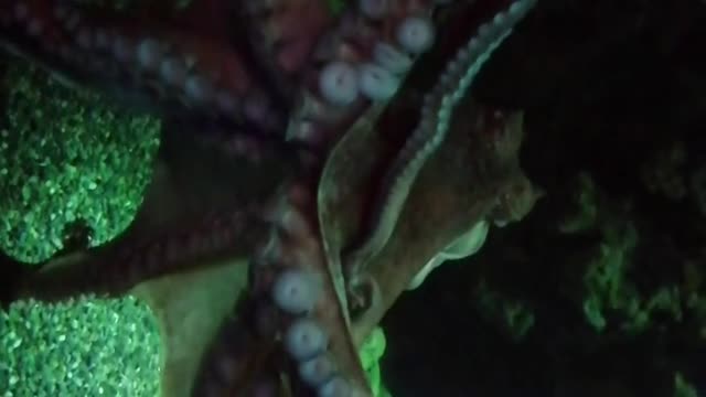 Octopus Tentacles