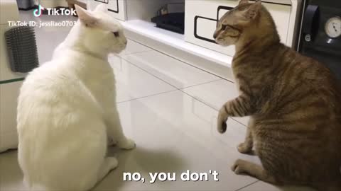 Cats talking !! how to make your cat speck english with just few simple tricks