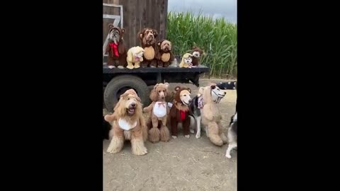 How cute! 13 adorable dogs wearing bear costumes have a photoshoot at a farm in Chino, California