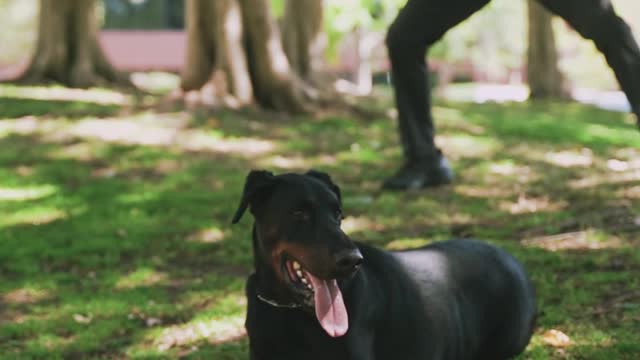 Dog Training | A Doberman Resting on Grass