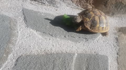 I Thought This Tortoise Was Dead Two Days Ago