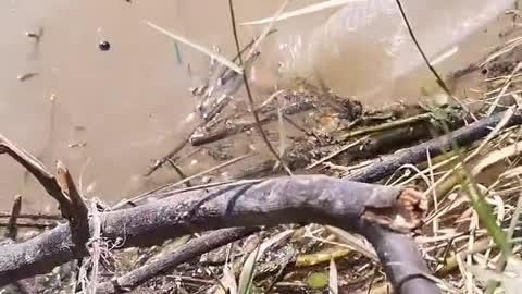 Release tilapia in a bottle