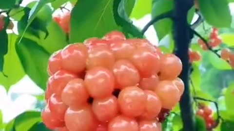 Tropical Fruit Farm Harvest - Amazing Agriculture Technology