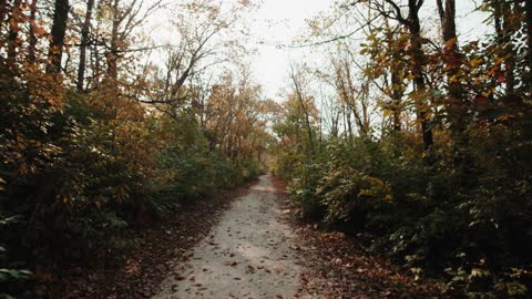 Jack on a walk in the woods