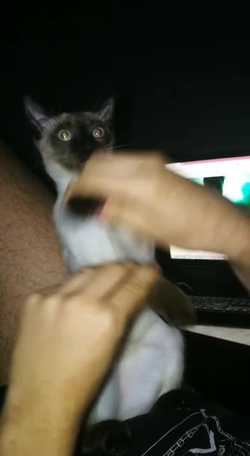 Funny cat is dancing with me