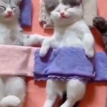 Dog and cat funny video _ Dog and cat friends _ Dog and cat videos #petsio #cats #dogs 🐶🐈
