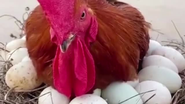 Cute puppy climbs onto the back of a hen