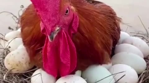 Cute puppy climbs onto the back of a hen