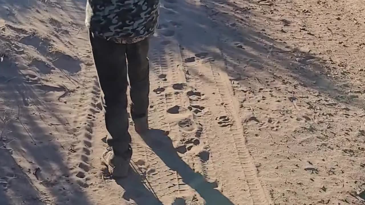 dogos and puma
