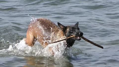 The biggest loot a dog ever gets