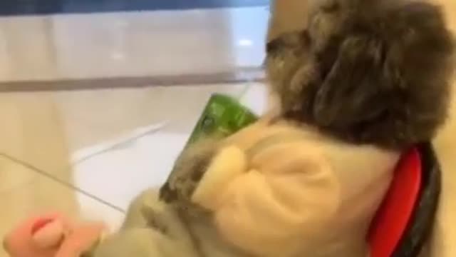 Cute dog drinking juice