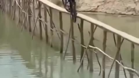 champion of the Ride #viral #shorts #funny #comedy #trending #china #india #fun #biker #rider #style