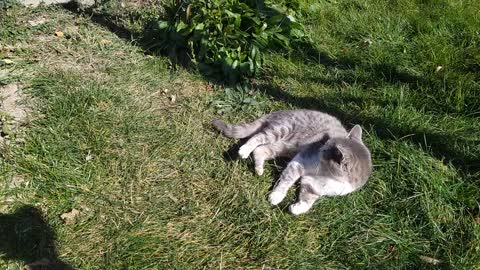 Momma Cat Plays with her Kitten