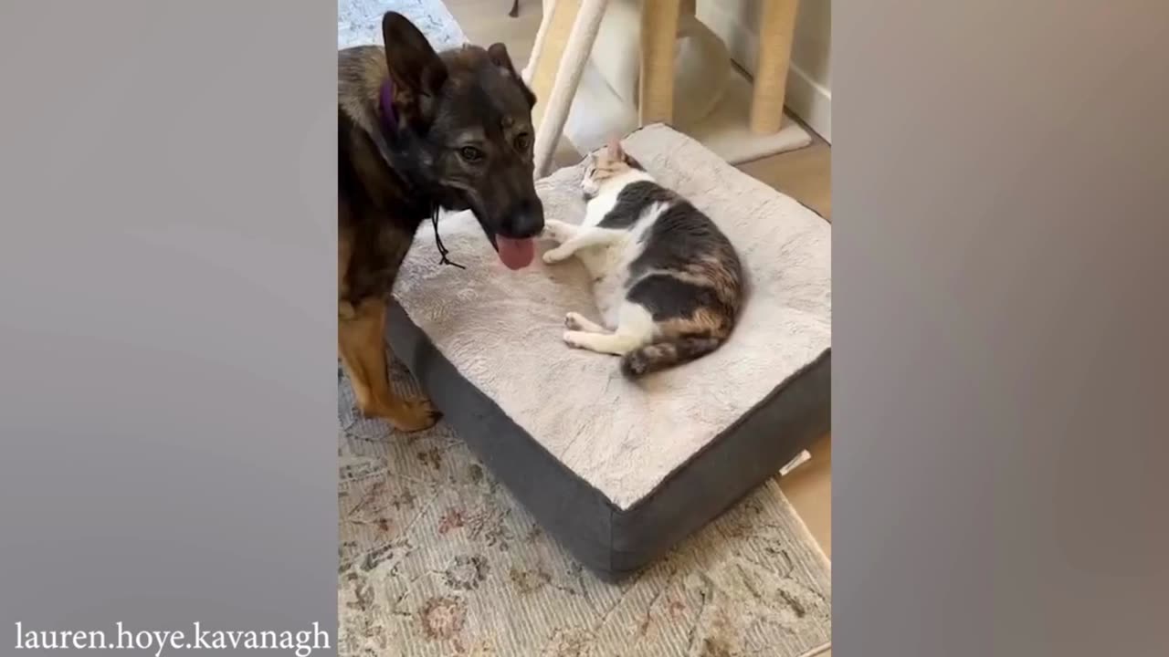 German Shepherds Are Hilariously Cute 🤣