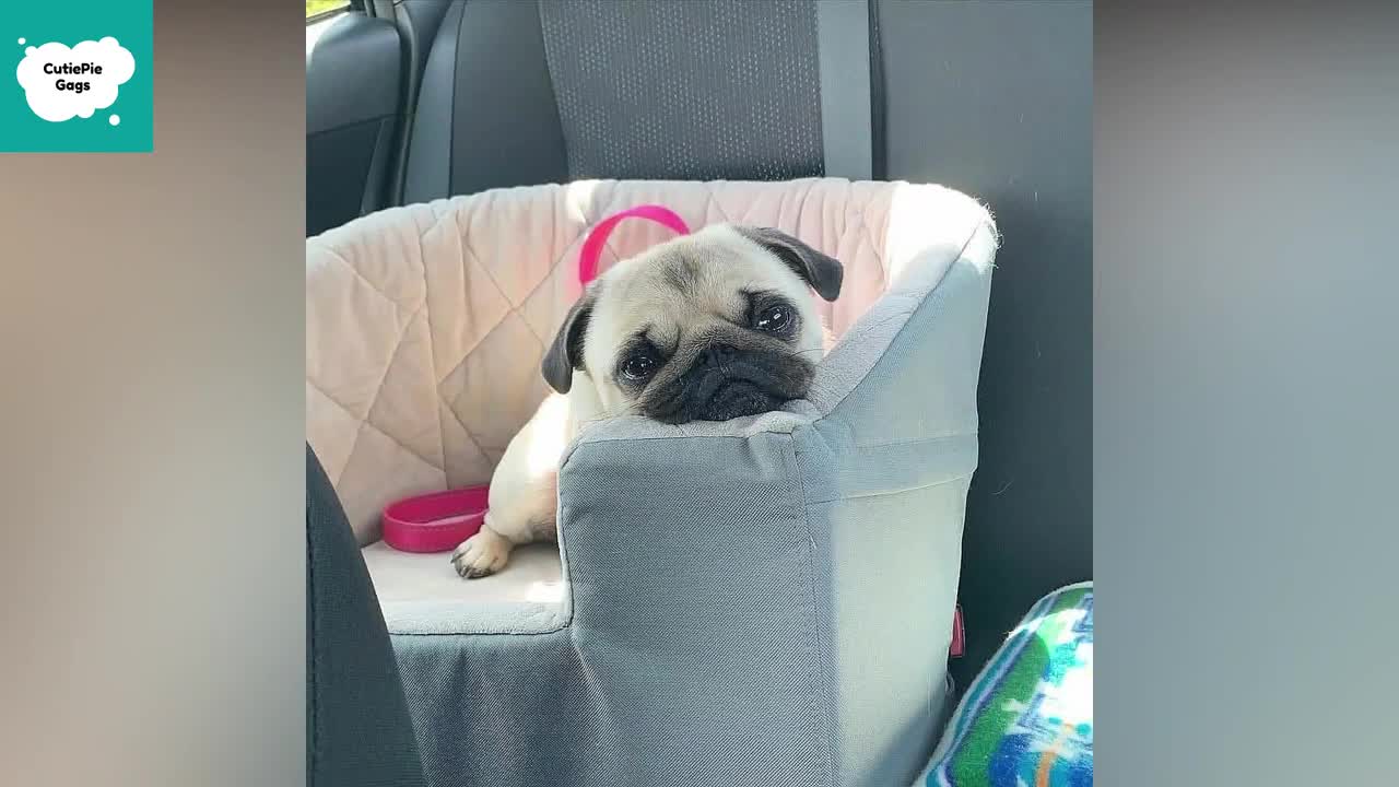 Cute Puppies and Cats Funny Videos