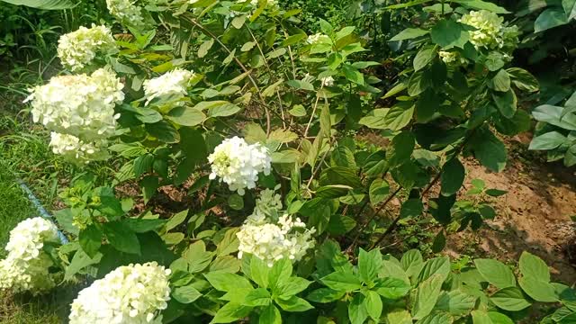 What do these bunches of flowers look like?