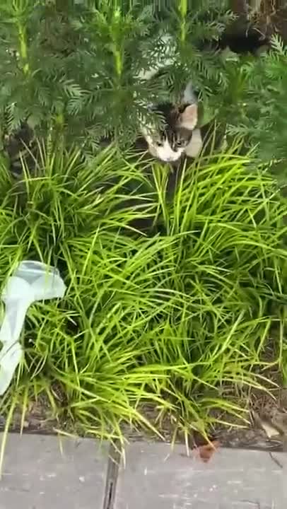 My Cute Baby Kitten Cat Want to Scare Me 🙈😂 | Funny Baby Cats Videos