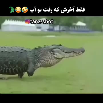 Funny crocodile