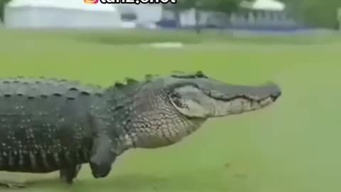 Funny crocodile