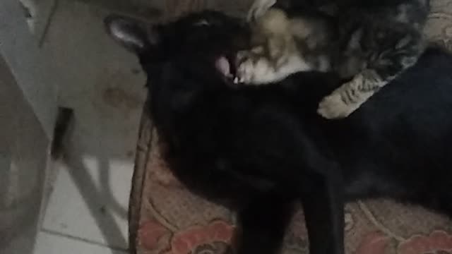 Watch this funny cat Clip
