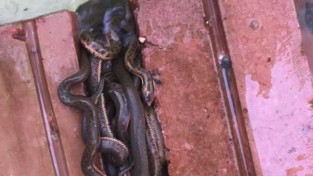 Small Snakes Find Home in Stack of Bricks