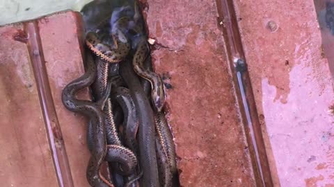 Small Snakes Find Home in Stack of Bricks