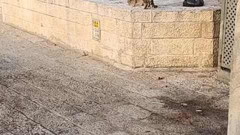 Series1: Jerusalem cats Day6 (Vid3)