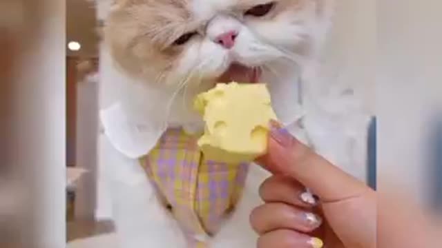 Cute cats eating food Asmar. .