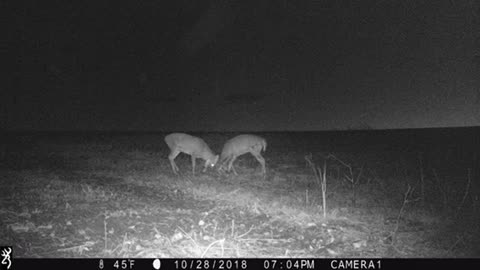 Sparring bucks