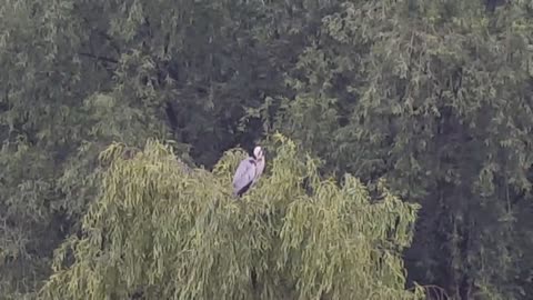 Why thw heron is on the tree