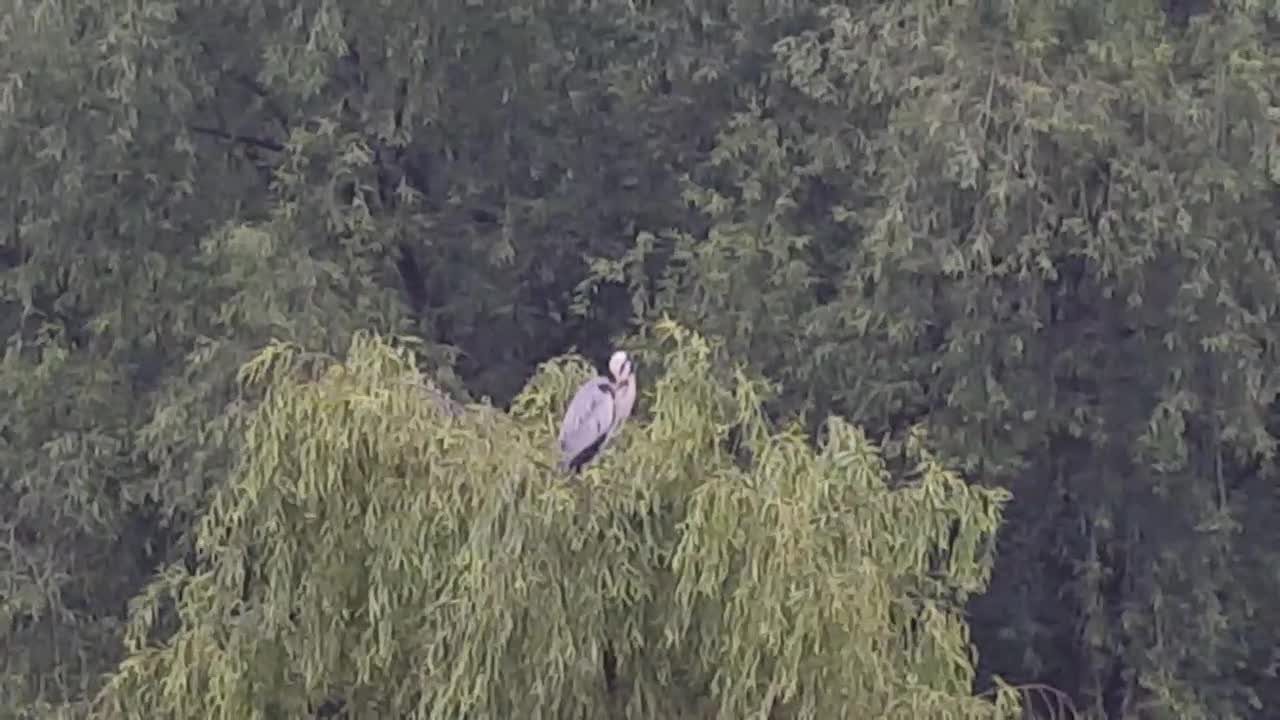 Why thw heron is on the tree