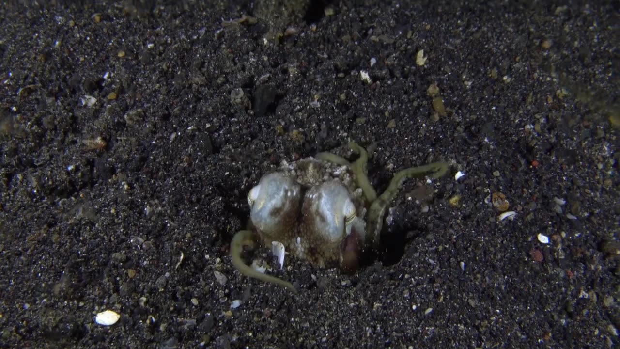 Traveling and Diving Indonesia, Lembeh Straits