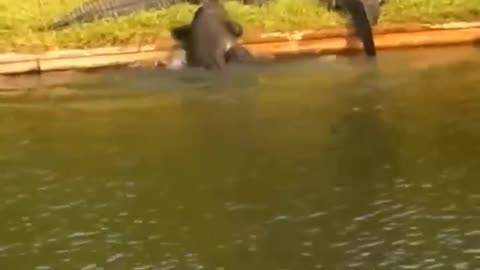 The baby crocodile can't climb up