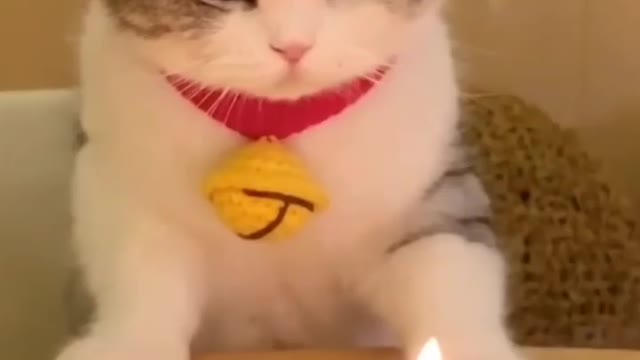 Cute cat baby birthday birthday🎂