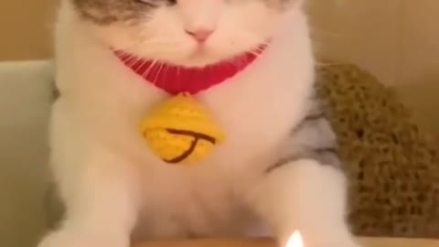 Cute cat baby birthday birthday🎂