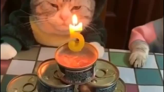 Funniest Animal... - Cat Compilation