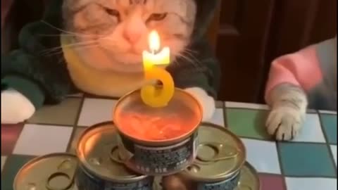 Funniest Animal... - Cat Compilation