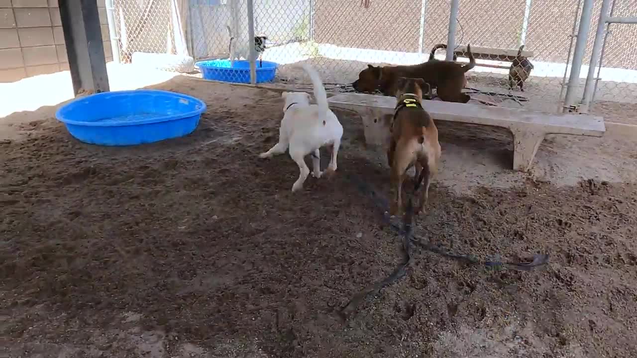 Dogs playing in a shelter playgroup for both people and dogs to watch.