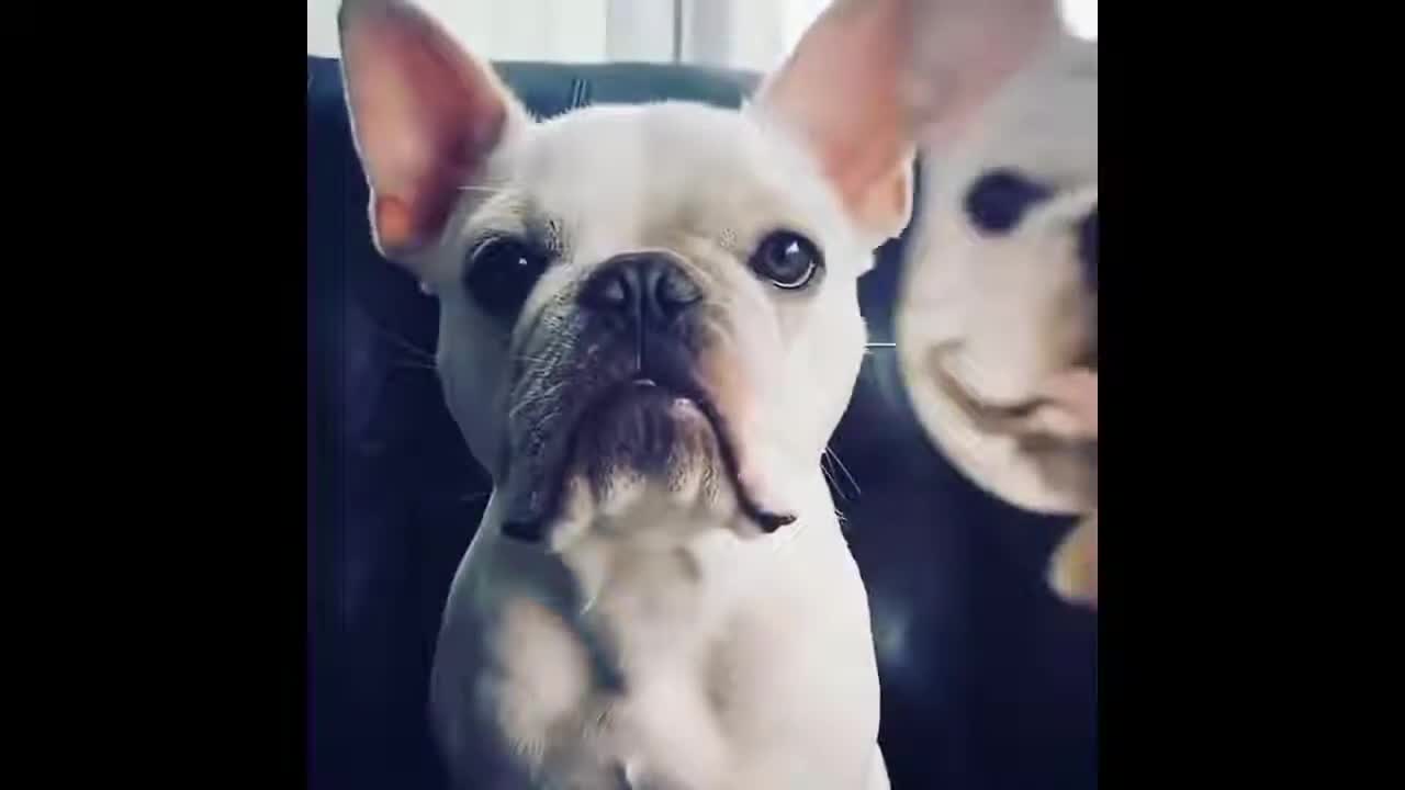 COMPILATION OF FUNNY ANIMALS AND TITS IN 2021