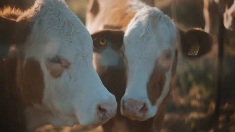 Two cows enjoying the nature